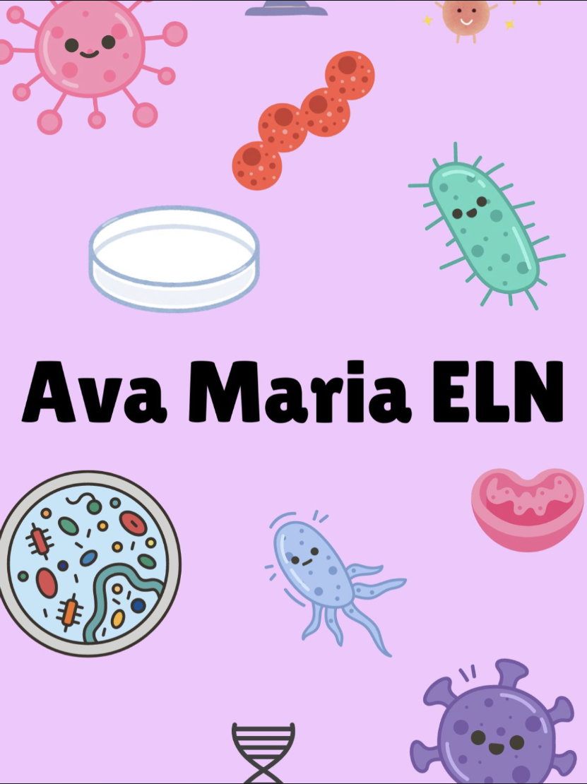 Cover image for Ava Maria ELN
